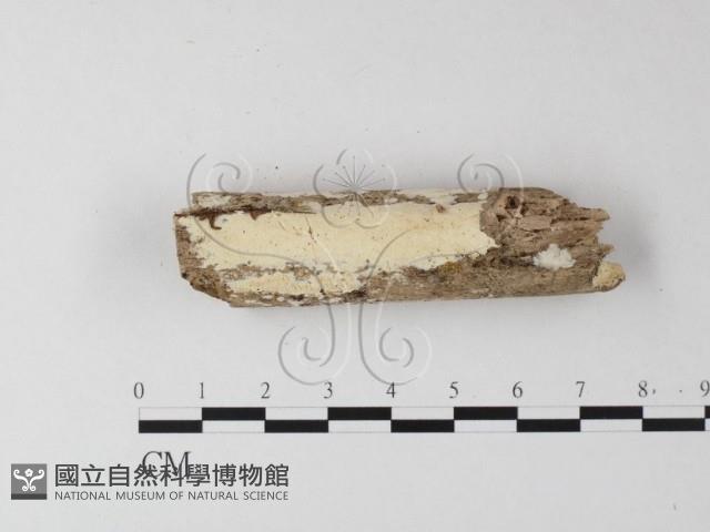 骨皮菌屬藏品圖，第1張