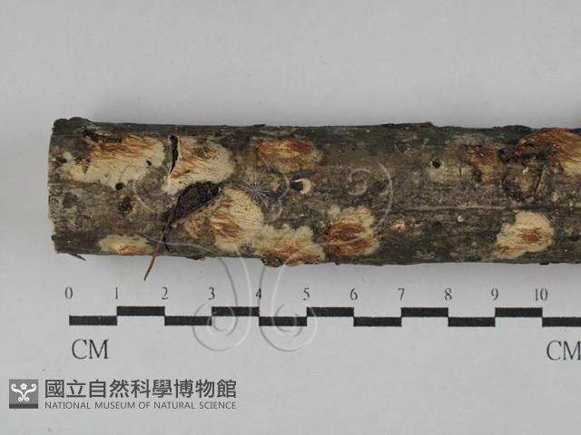 登錄號:F0029436藏品圖，第1張