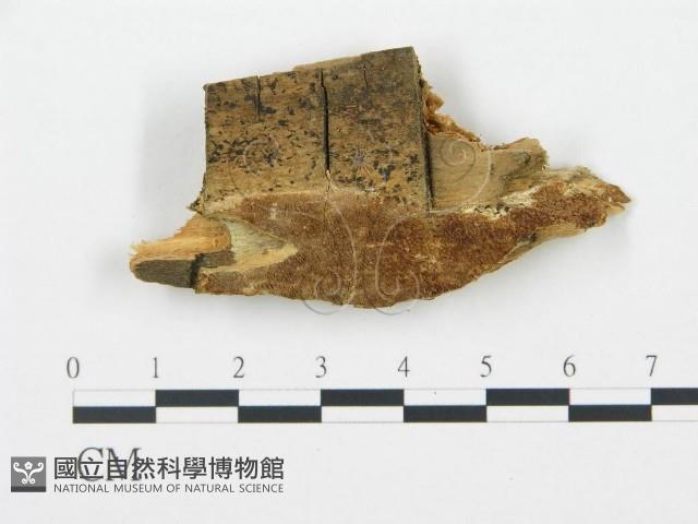 登錄號:F0009436藏品圖，第1張