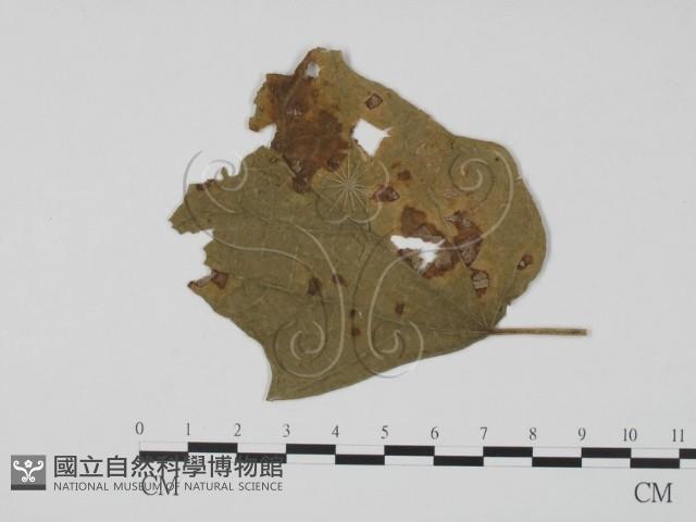 登錄號:F0019436藏品圖，第1張