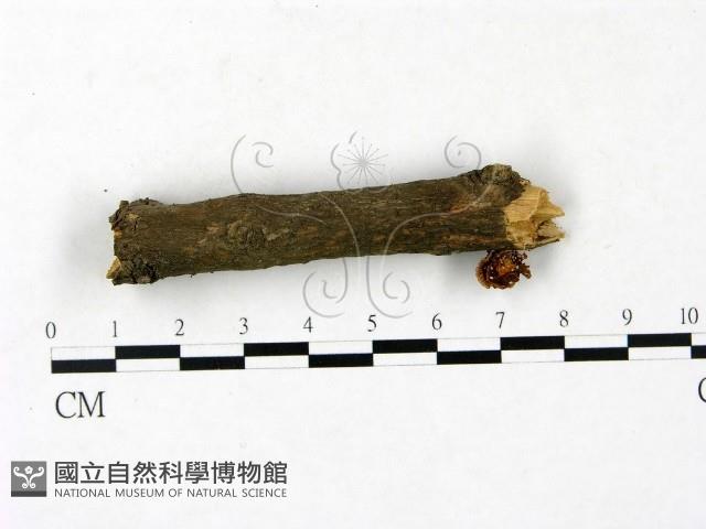 登錄號:F0023436藏品圖，第1張