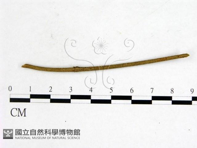 登錄號:F0003436藏品圖，第1張