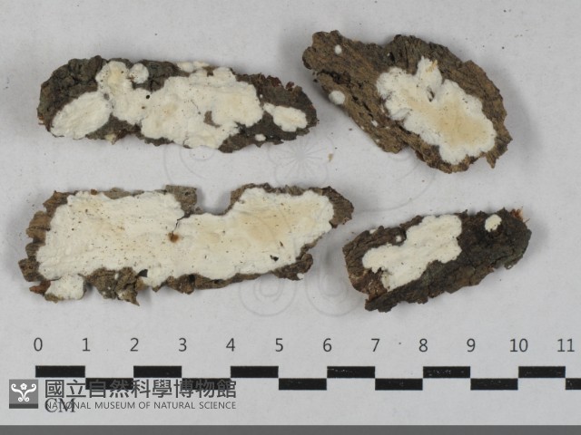 登錄號:F0033436藏品圖，第1張