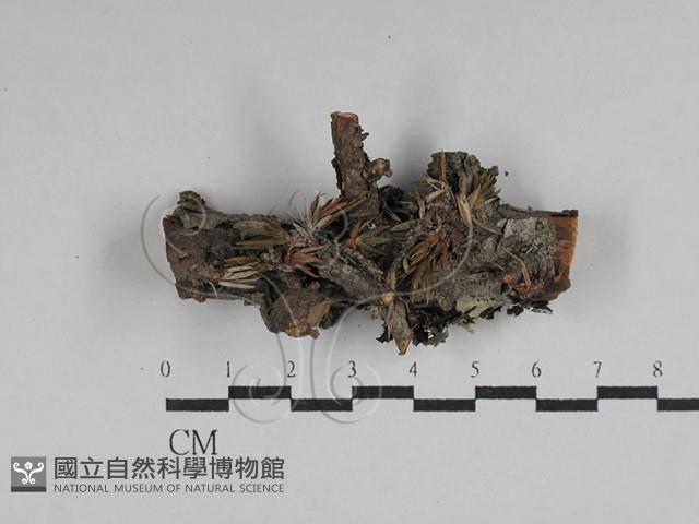 登錄號:F0028736藏品圖，第1張