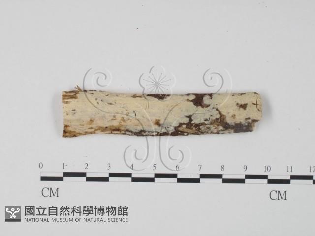 齒耳菌屬藏品圖，第1張