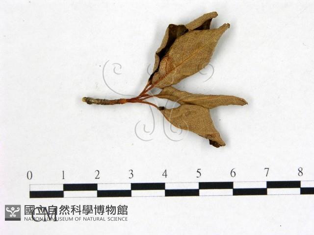 登錄號:F0020736藏品圖，第1張