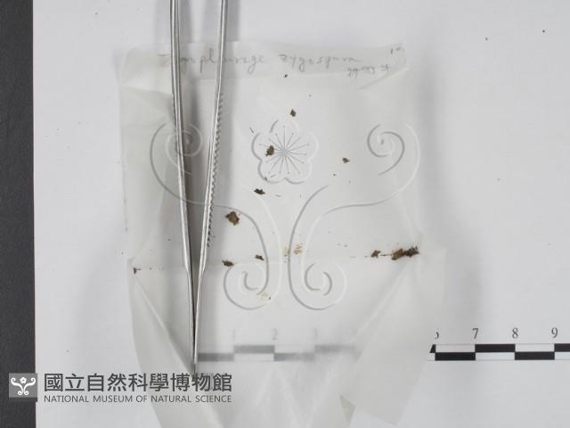 登錄號:F0000736藏品圖，第1張
