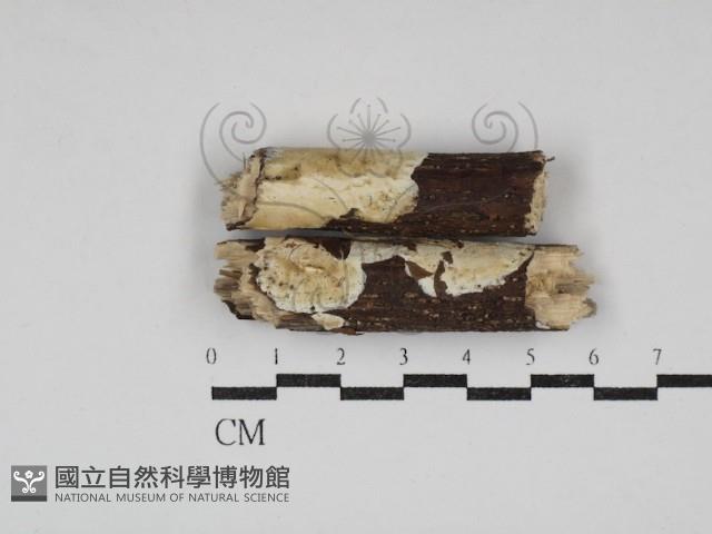 骨皮菌屬藏品圖，第1張