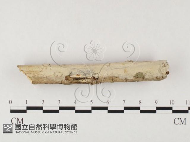 冇骨消絲齒菌藏品圖，第1張