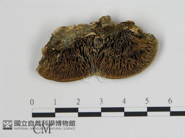 登錄號:F0006736藏品圖，第1張