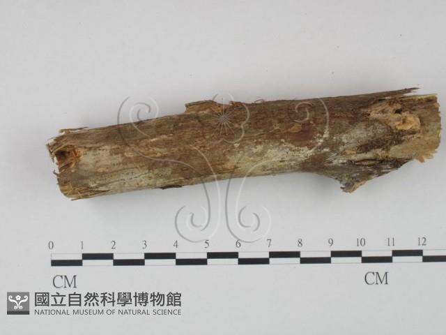 登錄號:F0021736藏品圖，第1張