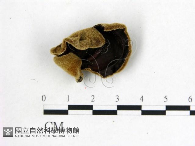 毛木耳藏品圖，第1張