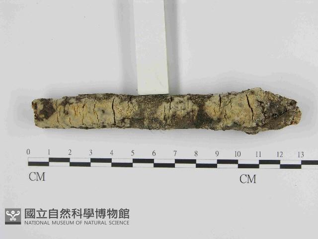 登錄號:F0014736藏品圖，第1張