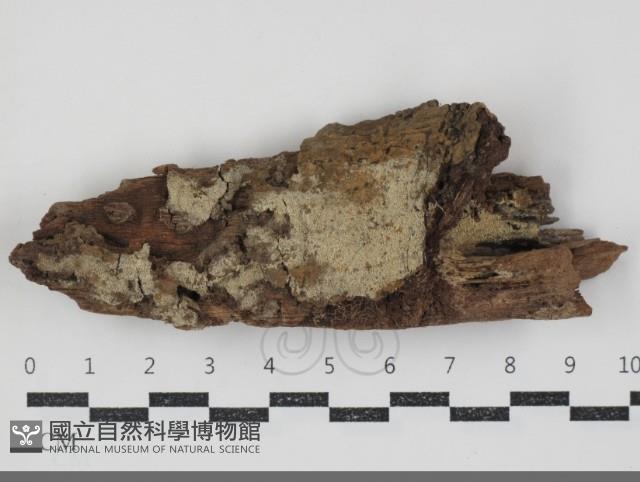 登錄號:F0034736藏品圖，第1張