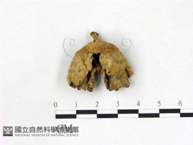 韌革菌屬藏品圖，第1張