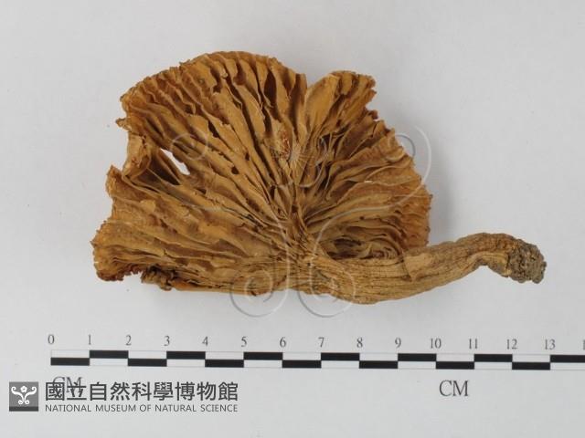 登錄號:F0012736藏品圖，第1張