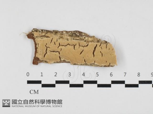 登錄號:F0032736藏品圖，第1張