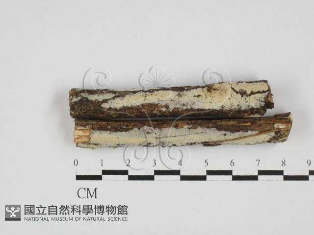 絲齒菌屬藏品圖，第1張