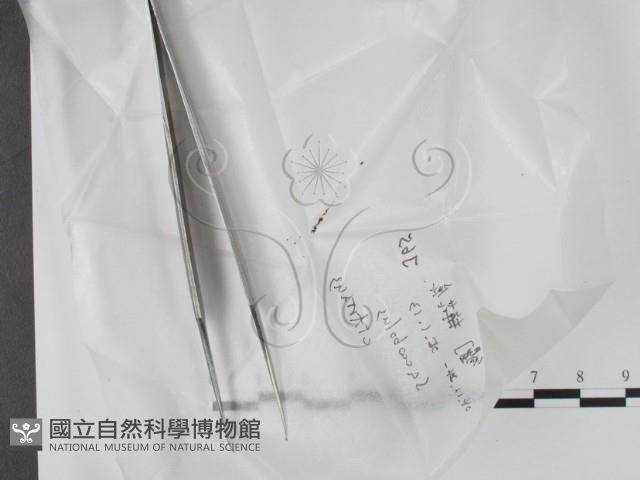 登錄號:F0017736藏品圖，第1張