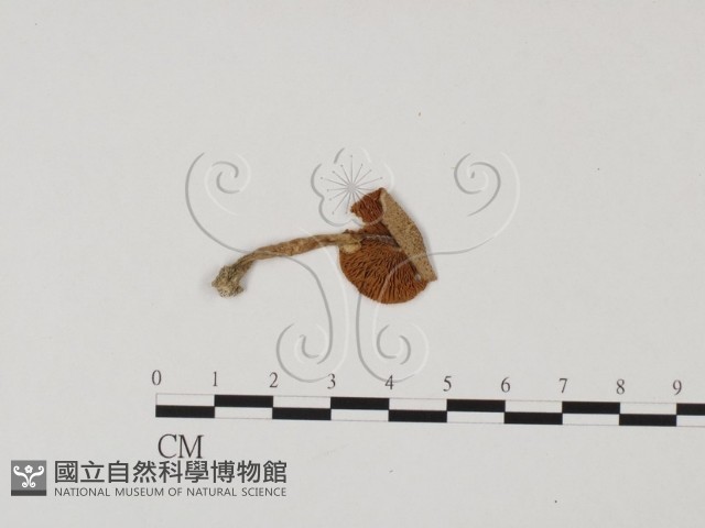 登錄號:F0025736藏品圖，第1張