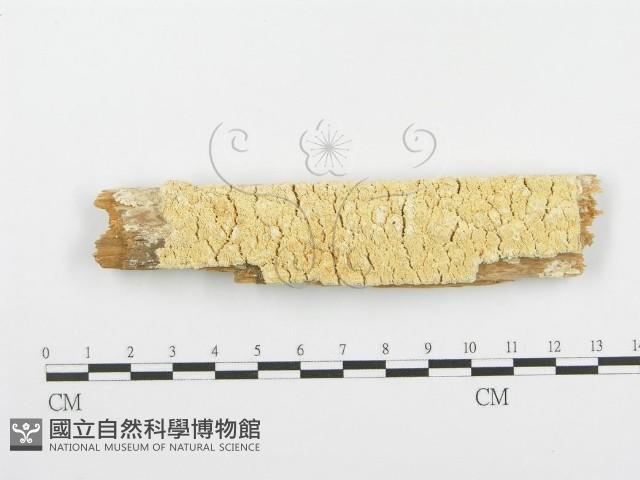 登錄號:F0005736藏品圖，第3張