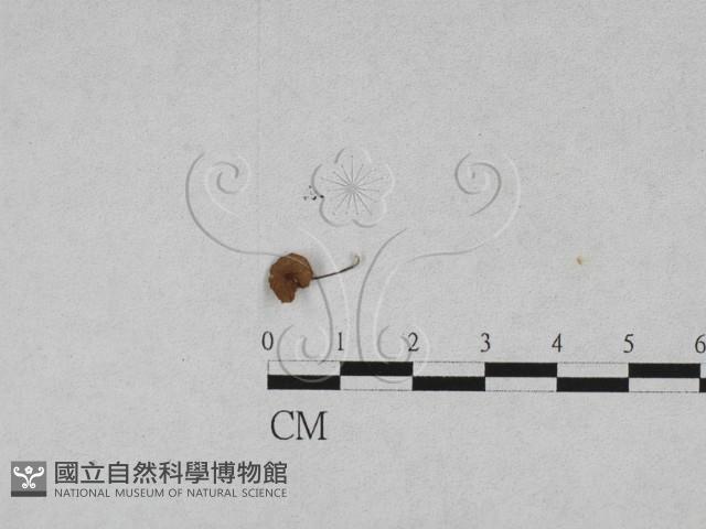 登錄號:F0009736藏品圖，第1張