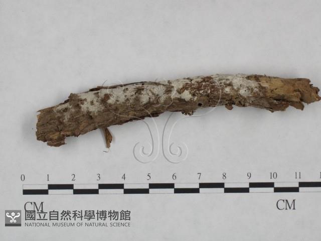 登錄號:F0023736藏品圖，第1張