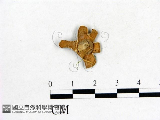 登錄號:F0003736藏品圖，第1張