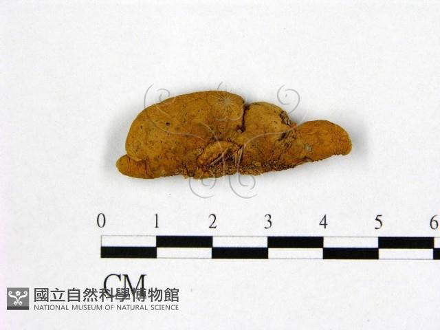 登錄號:F0013736藏品圖，第1張