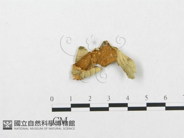 登錄號:F0000536藏品圖，第1張