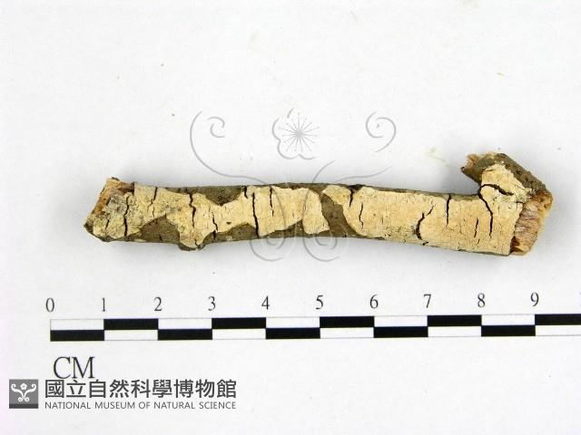 登錄號:F0010536藏品圖，第1張