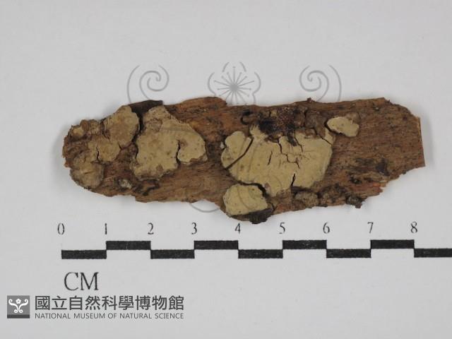 登錄號:F0030536藏品圖，第1張