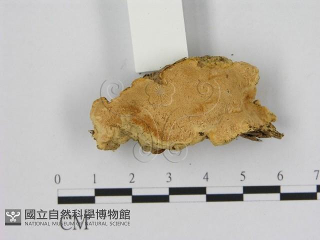 登錄號:F0006536藏品圖，第1張