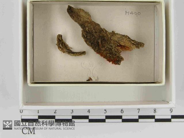登錄號:F0021536藏品圖，第1張