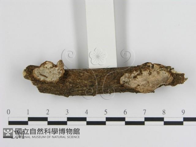 蜂窩菌屬藏品圖，第1張