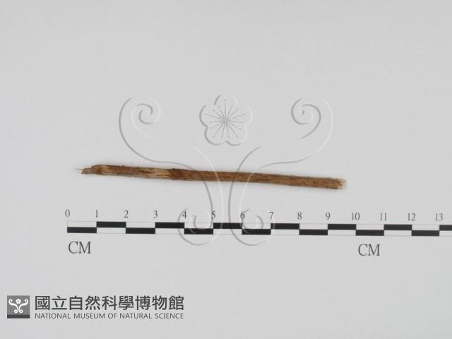 登錄號:F0011536藏品圖，第1張