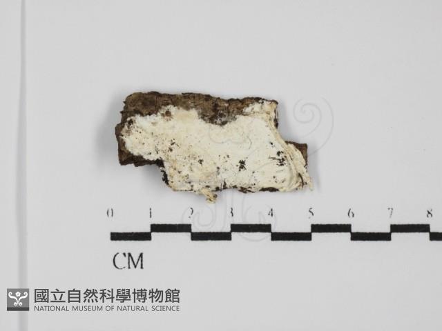 登錄號:F0031536藏品圖，第1張