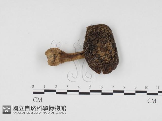 登錄號:F0024536藏品圖，第1張