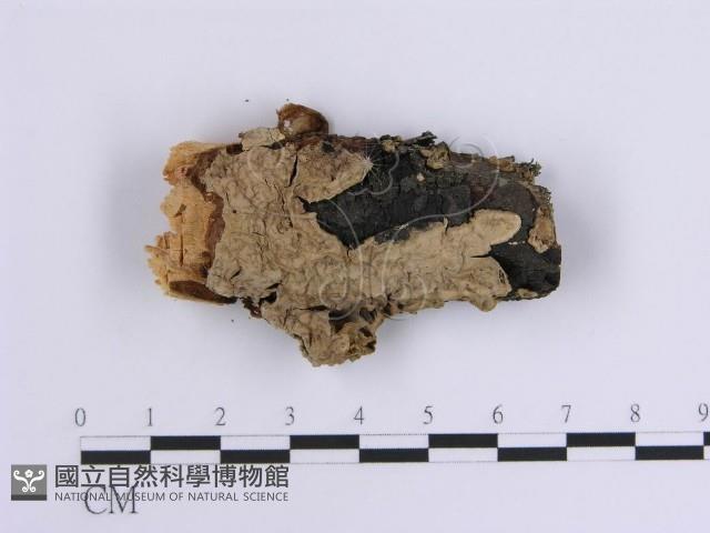 韌革菌屬藏品圖，第3張