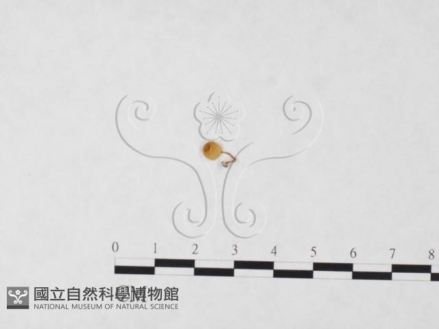 發光小菇藏品圖，第1張