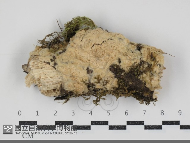 登錄號:F0034536藏品圖，第1張
