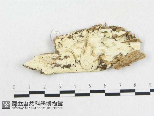 登錄號:F0002536藏品圖，第1張