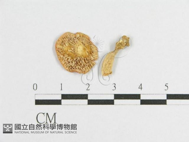 登錄號:F0012536藏品圖，第1張