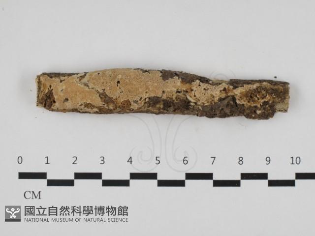 登錄號:F0032536藏品圖，第1張