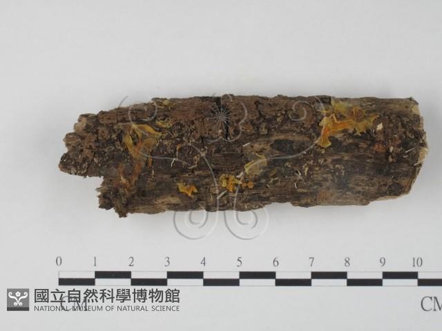 銀耳屬藏品圖，第1張