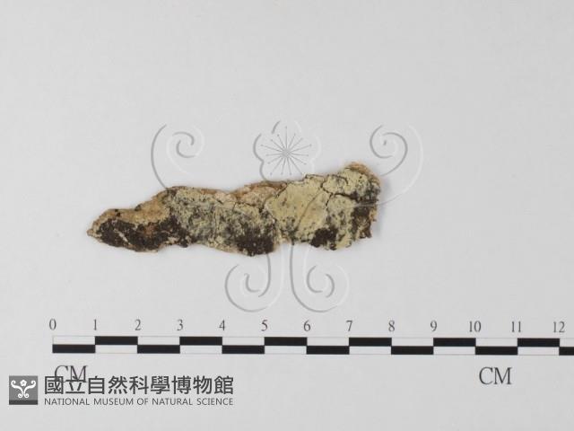 登錄號:F0025536藏品圖，第1張