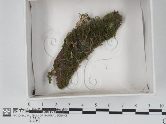 登錄號:F0015536藏品圖，第1張