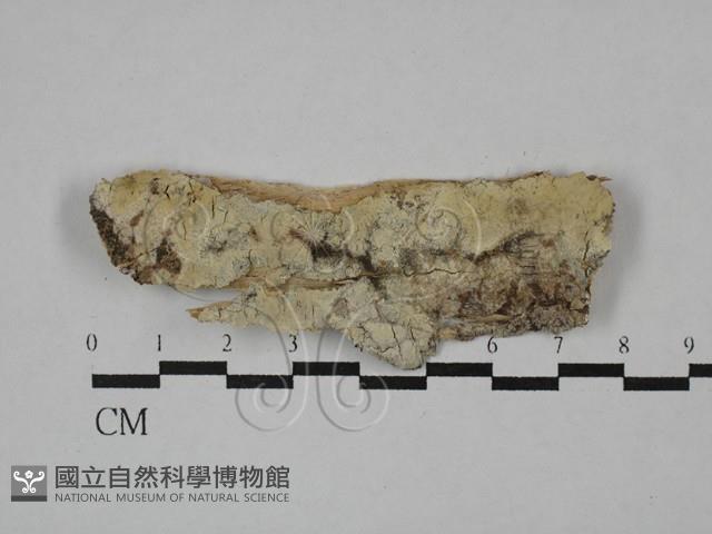 登錄號:F0029536藏品圖，第1張