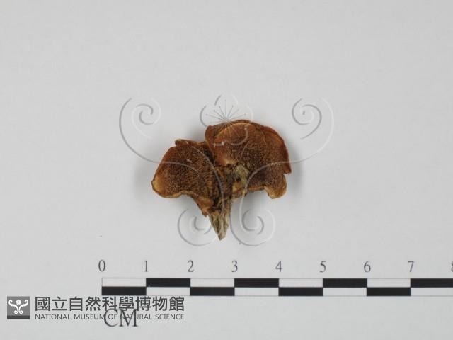 登錄號:F0009536藏品圖，第1張