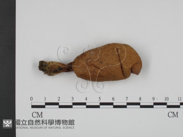 登錄號:F0003536藏品圖，第1張
